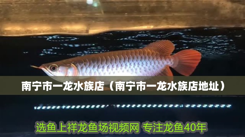南寧市一龍水族店（南寧市一龍水族店地址）