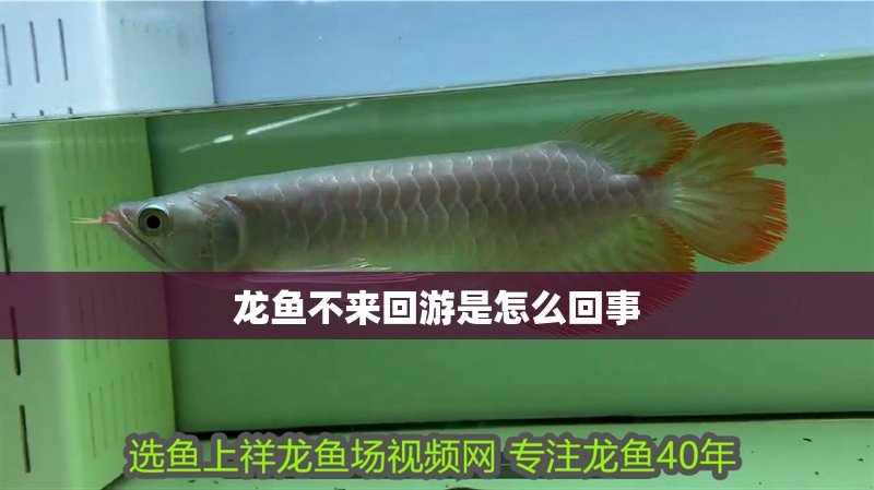 龍魚(yú)不來(lái)回游是怎么回事