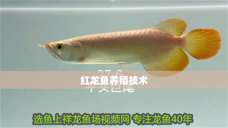 紅龍魚養(yǎng)殖技術(shù)