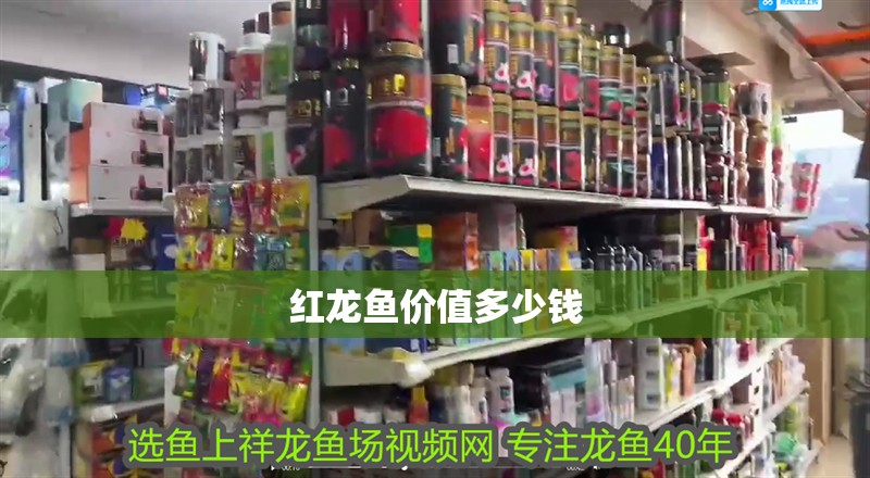 紅龍魚價值多少錢