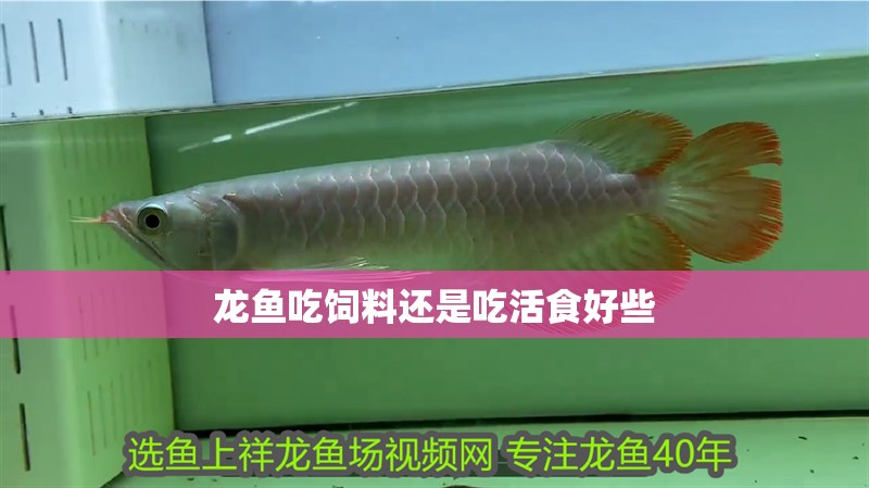 龍魚吃飼料還是吃活食好些