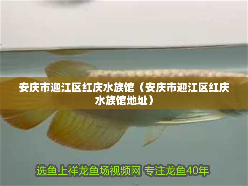 安慶市迎江區紅慶水族館（安慶市迎江區紅慶水族館地址）