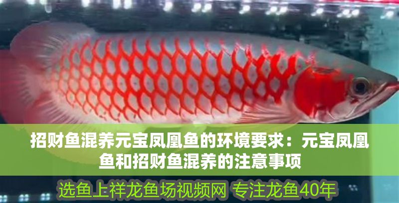招財魚混養元寶鳳凰魚的環境要求：元寶鳳凰魚和招財魚混養的注意事項
