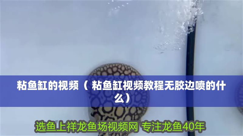 粘魚缸的視頻（ 粘魚缸視頻教程無膠邊噴的什么）