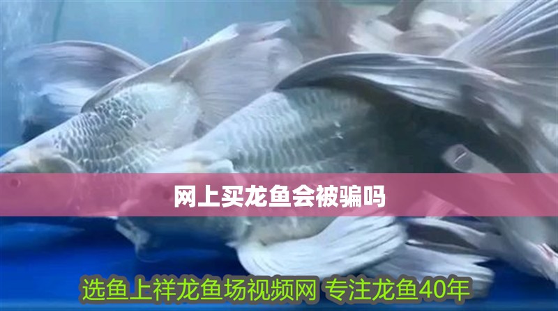 網(wǎng)上買龍魚會(huì)被騙嗎