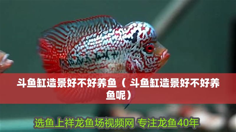 斗魚缸造景好不好養魚（ 斗魚缸造景好不好養魚呢）
