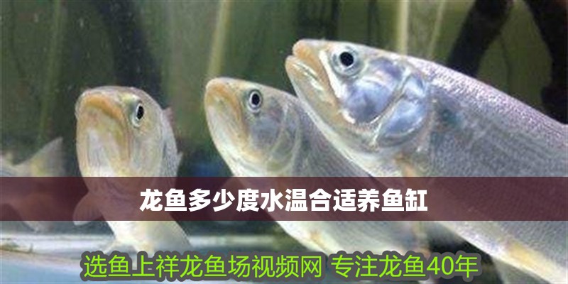 龍魚多少度水溫合適養魚缸