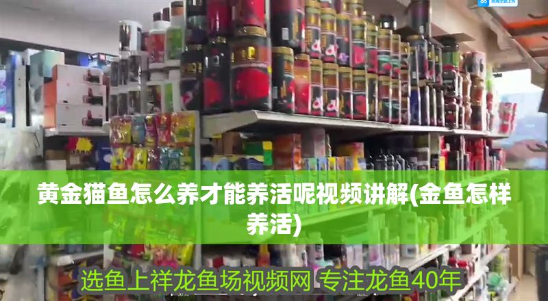 黃金貓魚怎么養才能養活呢視頻講解(金魚怎樣養活)