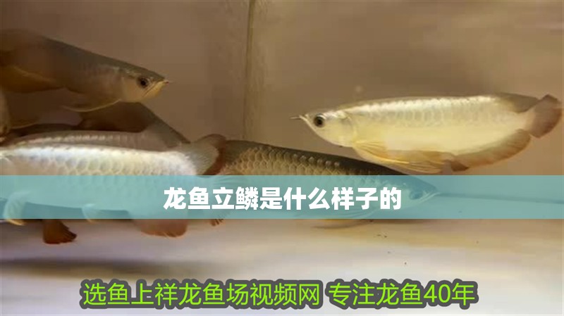 龍魚立鱗是什么樣子的