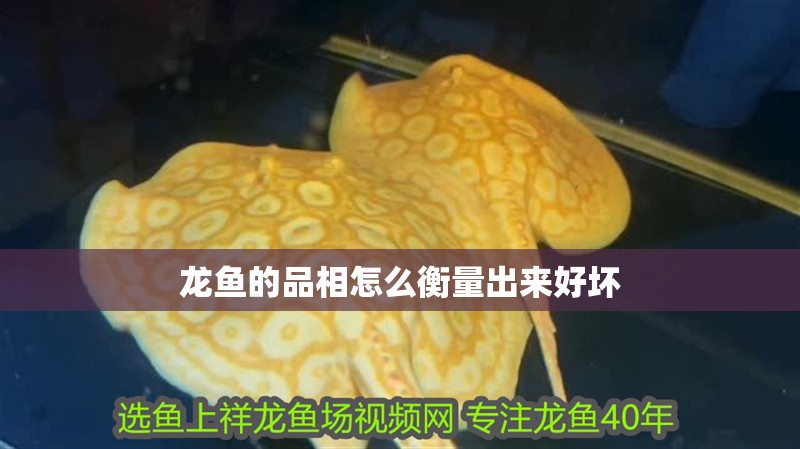 龍魚的品相怎么衡量出來好壞