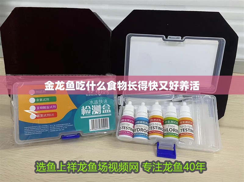 金龍魚吃什么食物長得快又好養(yǎng)活