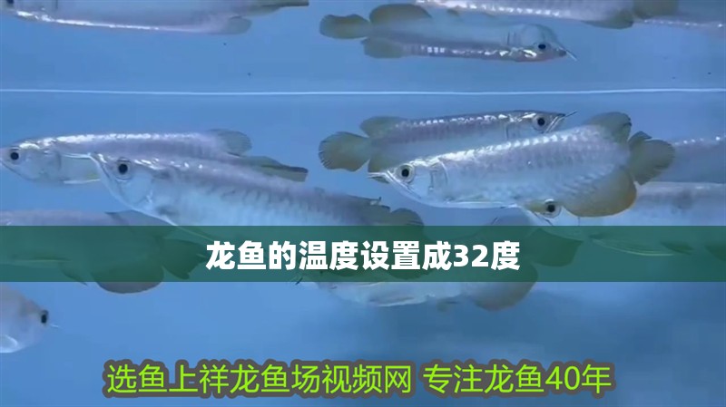 龍魚(yú)的溫度設(shè)置成32度