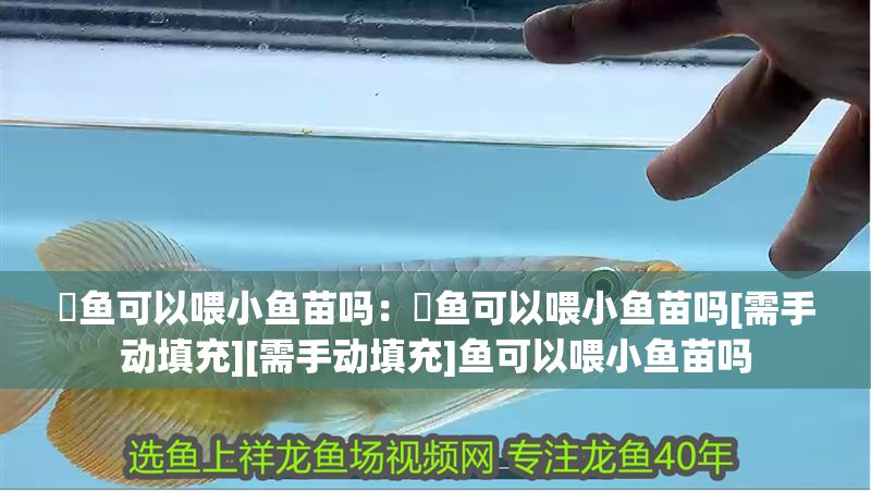 魟魚可以喂小魚苗嗎：魟魚可以喂小魚苗嗎[需手動填充][需手動填充]魚可以喂小魚苗嗎