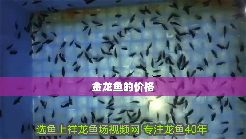 金龍魚(yú)的價(jià)格