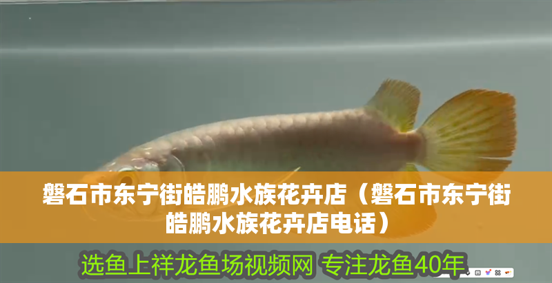 磐石市東寧街皓鵬水族花卉店（磐石市東寧街皓鵬水族花卉店電話）