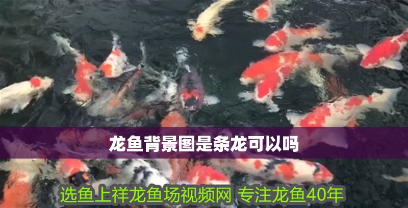 龍魚背景圖是條龍可以嗎