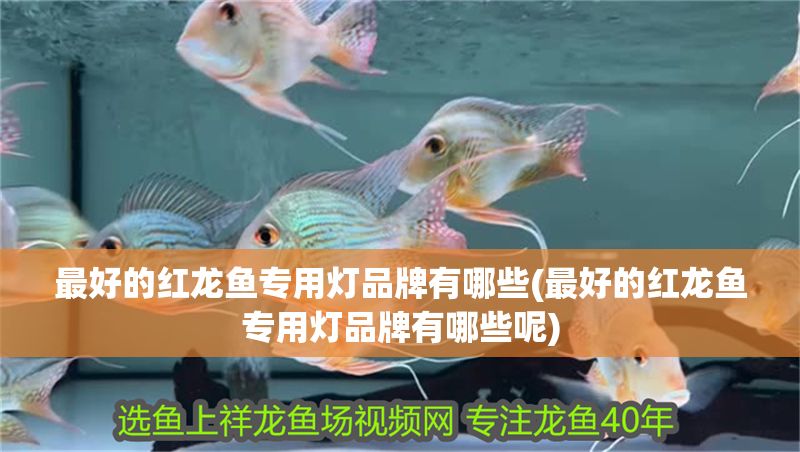 最好的紅龍魚專用燈品牌有哪些(最好的紅龍魚專用燈品牌有哪些呢) 最好的紅龍魚專用燈品牌有哪些(最好的紅龍魚專用燈品牌有哪些呢) 銀龍魚百科 第1張