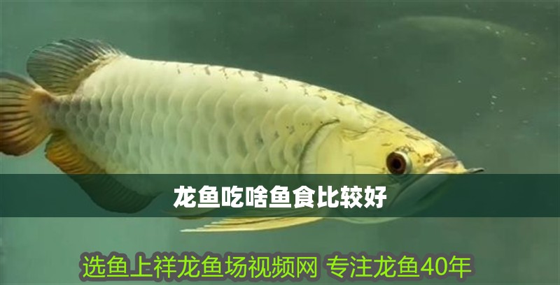龍魚吃啥魚食比較好
