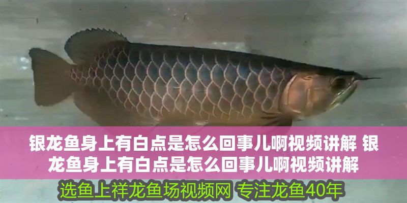 銀龍魚身上有白點(diǎn)是怎么回事兒啊視頻講解 銀龍魚身上有白點(diǎn)是怎么回事兒啊視頻講解