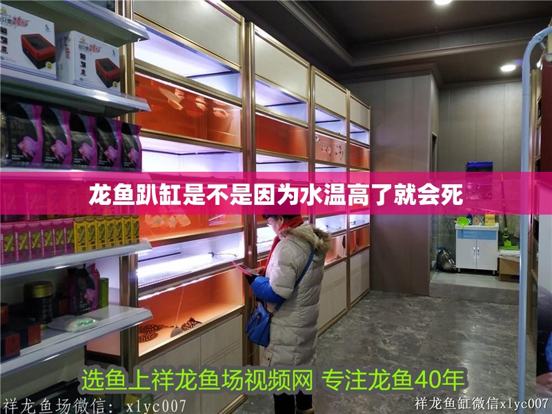 龍魚趴缸是不是因為水溫高了就會死
