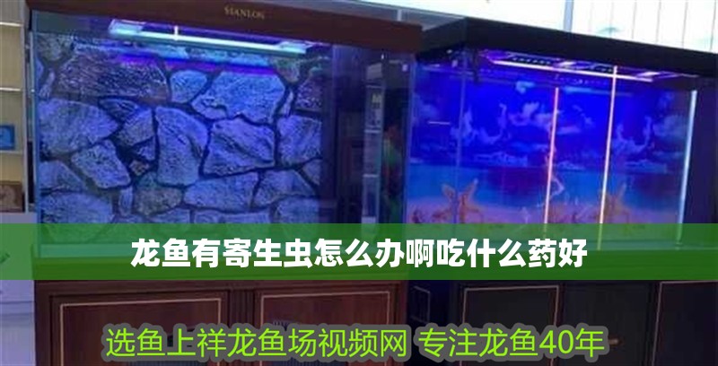 龍魚有寄生蟲怎么辦啊吃什么藥好