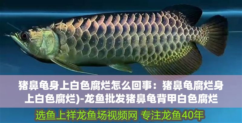豬鼻龜身上白色腐爛怎么回事：豬鼻龜腐爛身上白色腐爛)-龍魚批發(fā)豬鼻龜背甲白色腐爛