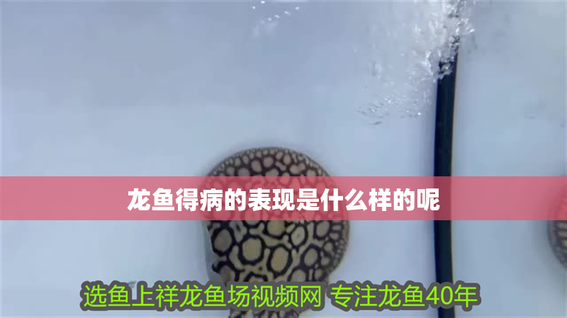 龍魚得病的表現是什么樣的呢