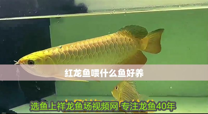 紅龍魚喂什么魚好養 龍魚百科 第1張 紅龍魚喂什么魚好養 紅龍魚喂什么魚好養 龍魚百科 第1張