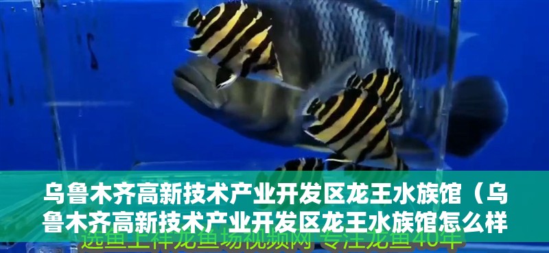 烏魯木齊高新技術產業開發區龍王水族館（烏魯木齊高新技術產業開發區龍王水族館怎么樣）