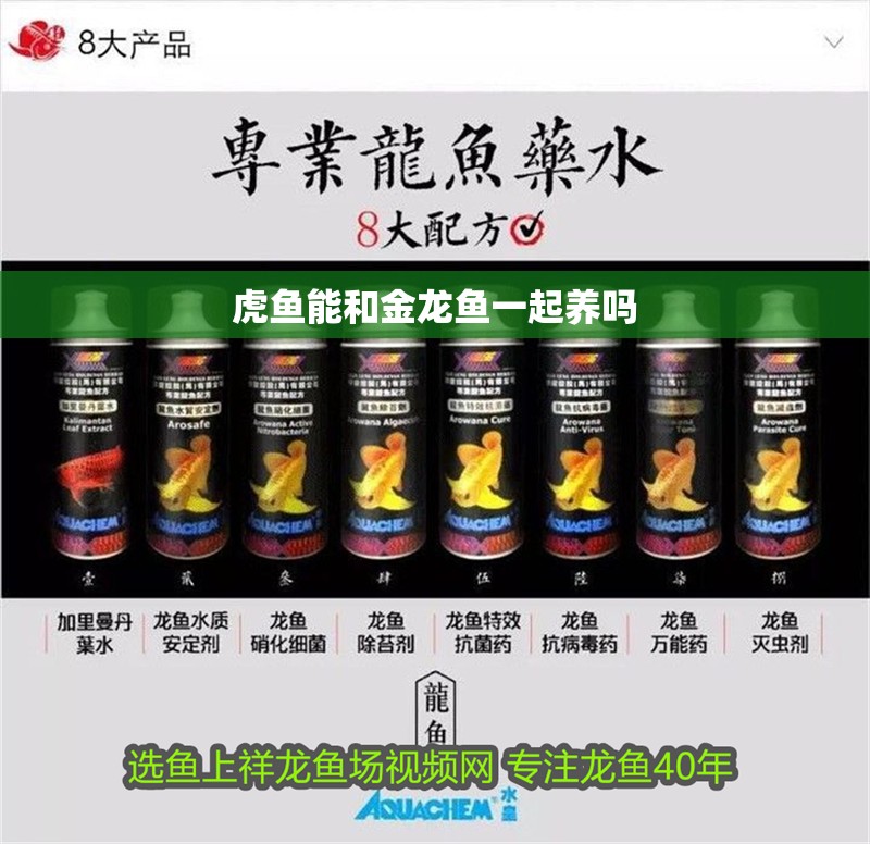 虎魚能和金龍魚一起養嗎
