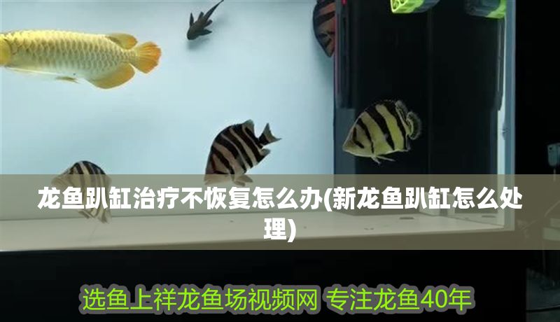 龍魚(yú)趴缸治療不恢復(fù)怎么辦(新龍魚(yú)趴缸怎么處理)