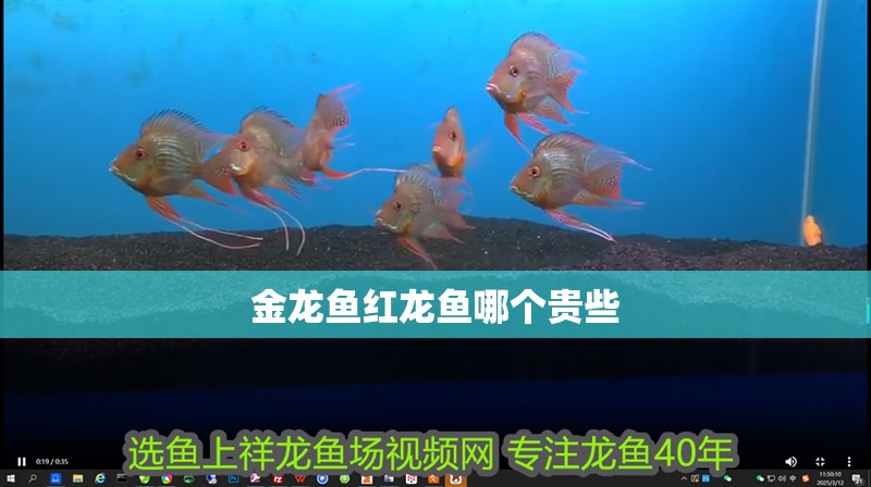 金龍魚紅龍魚哪個貴些