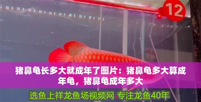 豬鼻龜長多大就成年了圖片：豬鼻龜多大算成年龜，豬鼻龜成年多大