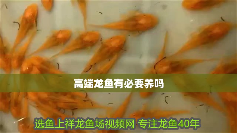高端龍魚有必要養(yǎng)嗎 高端龍魚有必要養(yǎng)嗎 龍魚百科 第2張