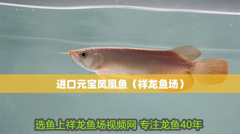 進口元寶鳳凰魚（祥龍魚場）
