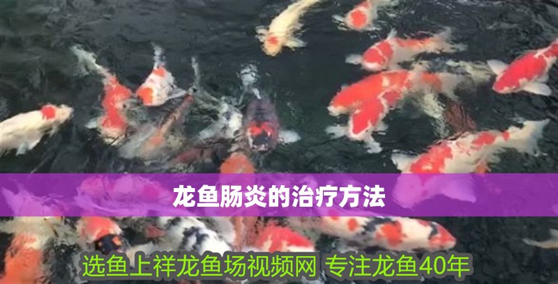 龍魚腸炎的治療方法