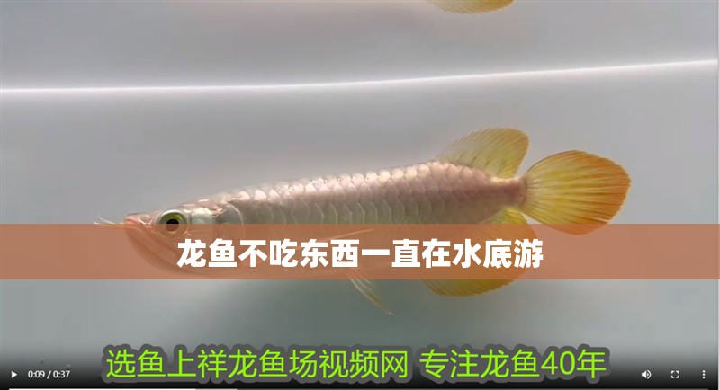 龍魚不吃東西一直在水底游