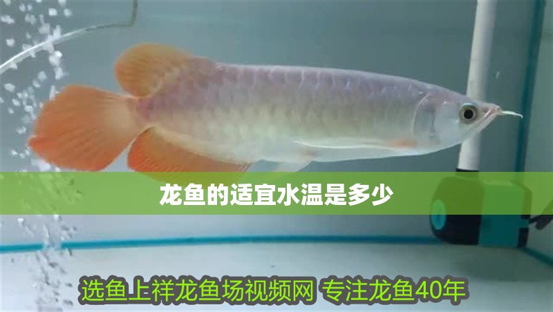 龍魚的適宜水溫是多少