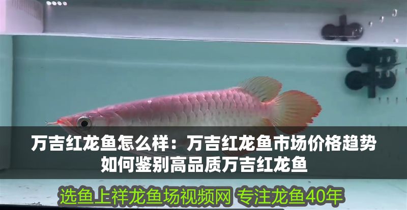 萬吉紅龍魚怎么樣：萬吉紅龍魚市場價格趨勢如何鑒別高品質(zhì)萬吉紅龍魚