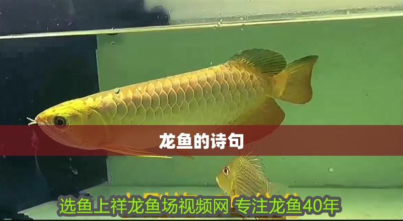 龍魚的詩句