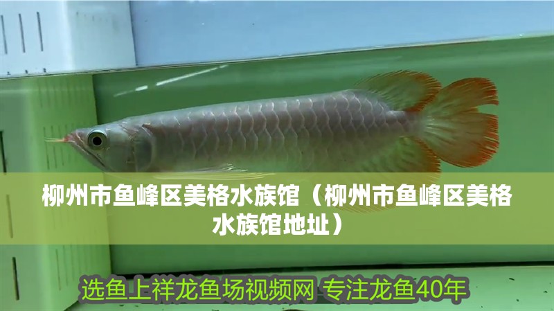 柳州市魚峰區(qū)美格水族館（柳州市魚峰區(qū)美格水族館地址）