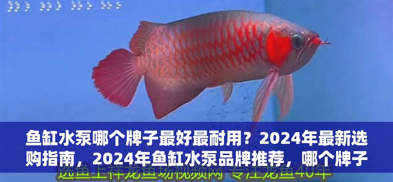 魚缸水泵哪個牌子最好最耐用？2024年最新選購指南，2024年魚缸水泵品牌推薦，哪個牌子最好最耐用？