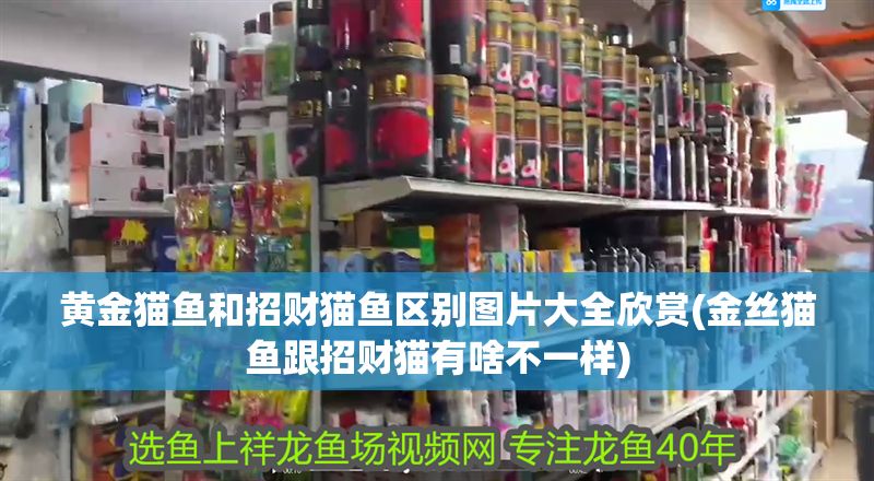 黃金貓魚和招財貓魚區別圖片大全欣賞(金絲貓魚跟招財貓有啥不一樣)
