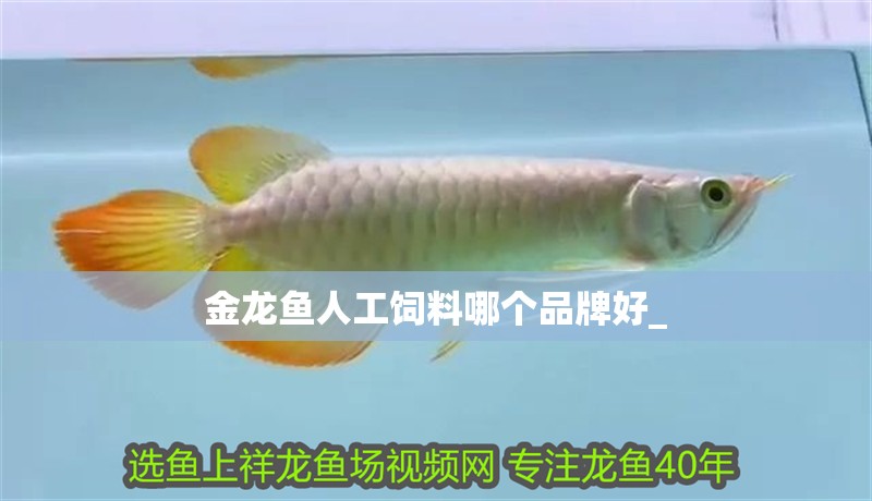 金龍魚人工飼料哪個品牌好_