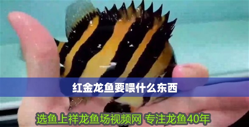紅金龍魚要喂什么東西