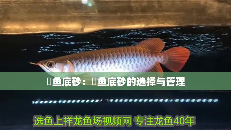 魟魚底砂：魟魚底砂的選擇與管理