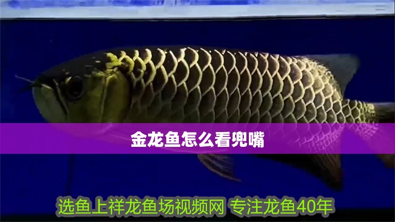 金龍魚怎么看兜嘴