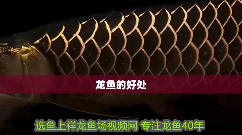 龍魚的好處 龍魚的好處 龍魚百科 第2張