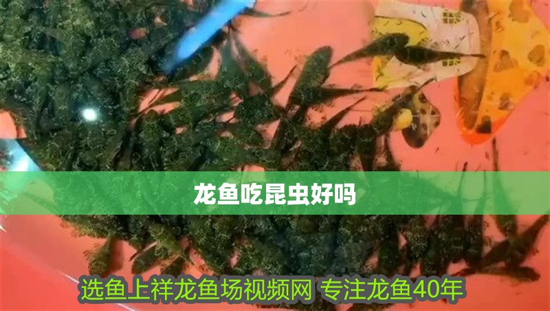 龍魚吃昆蟲好嗎