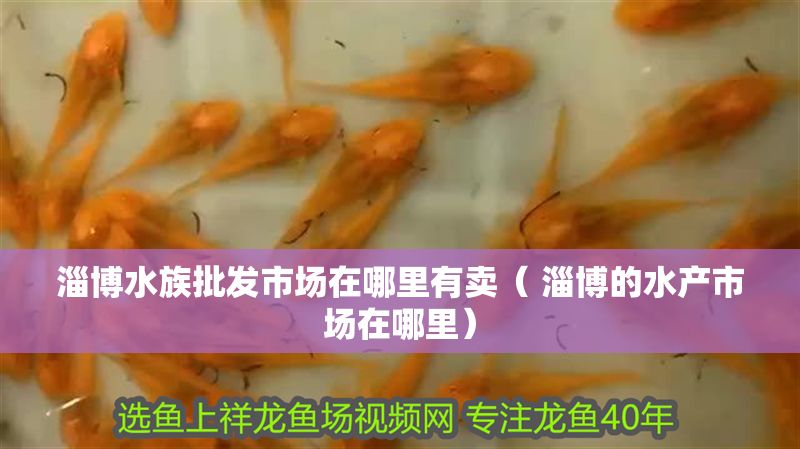 淄博水族批發(fā)市場在哪里有賣（ 淄博的水產(chǎn)市場在哪里）